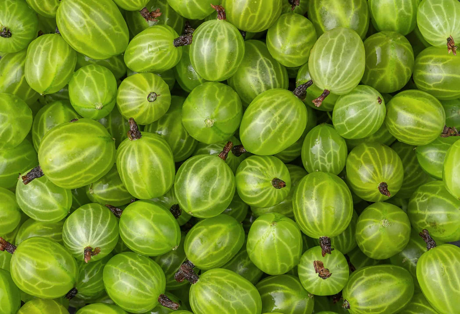 Hinnomaki Golden Gooseberry Plant Growing in Garden