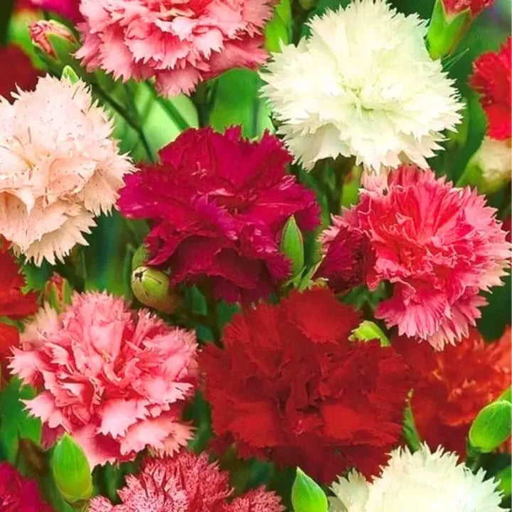 Carnation Flower seeds for Planting Garden Favorite Heirloom & GMO Free Seeds for Home Garden