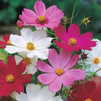 Mixed Cosmos Flower seeds for Planting Shade Tolerant Heirloom & GMO Free Seeds for Home Garden 
 
 Sale