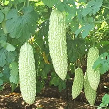 White Bitter Melon vine growing on a garden trellis with white fruits.
