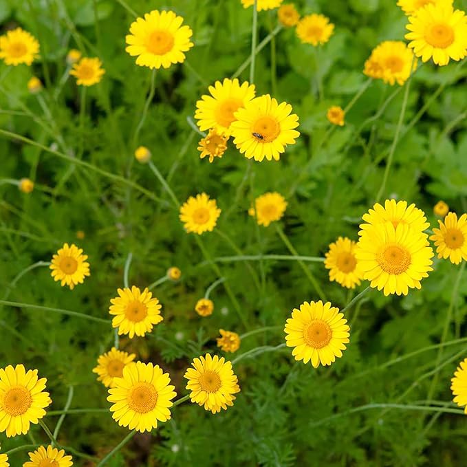Golden Marguerite seeds Anthemis tinctoria yellow perennial