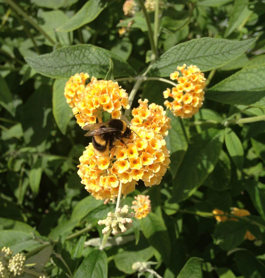 Sungold Butterfly Bush blooming in a colorful outdoor garden.