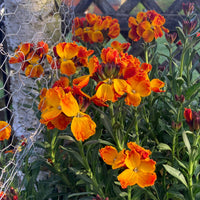 Goldlack Flower seeds for Planting - Pollinator Friendly, Heirloom & GMO Free Seeds for Home Garden