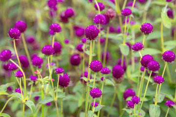 Gomphrena Flower seeds for Planting Sun Loving Heirloom & GMO Free Seeds for Home Garden