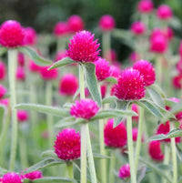 Globe-shaped annual flowers adding vibrant color to an outdoor garden.