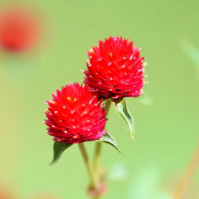 Gomphrena Globosa Red Flowers in Outdoor Garden