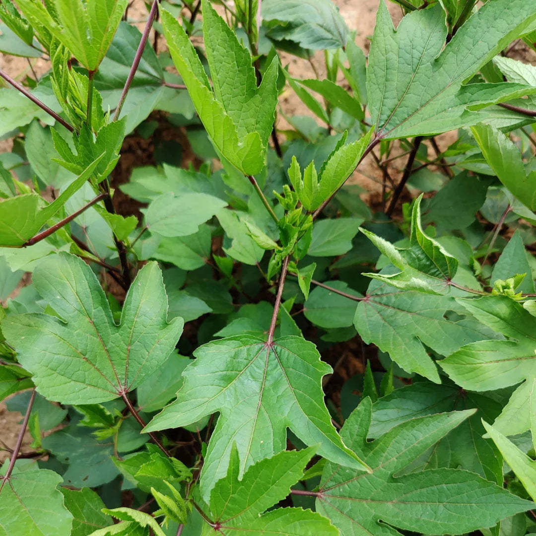 Gongura herb seeds for growing leafy plants in home gardens and patios.