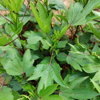 Gongura herb seeds for growing leafy plants in home gardens and patios.