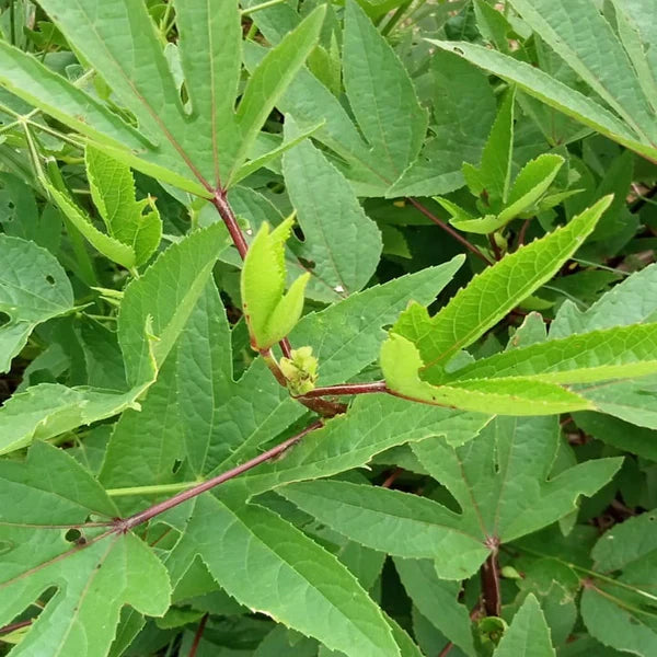 Gongura (Sorrel Leaves) seeds for planting in home and kitchen gardens.