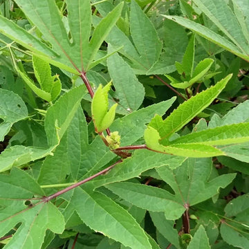 Gongura (Sorrel Leaves) seeds for planting in home and kitchen gardens.