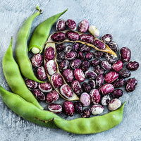 Good Mother Stallard Pole Bean heirloom seeds for home garden planting