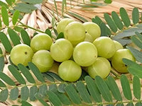 Gooseberry seedlings growing in fertile soil