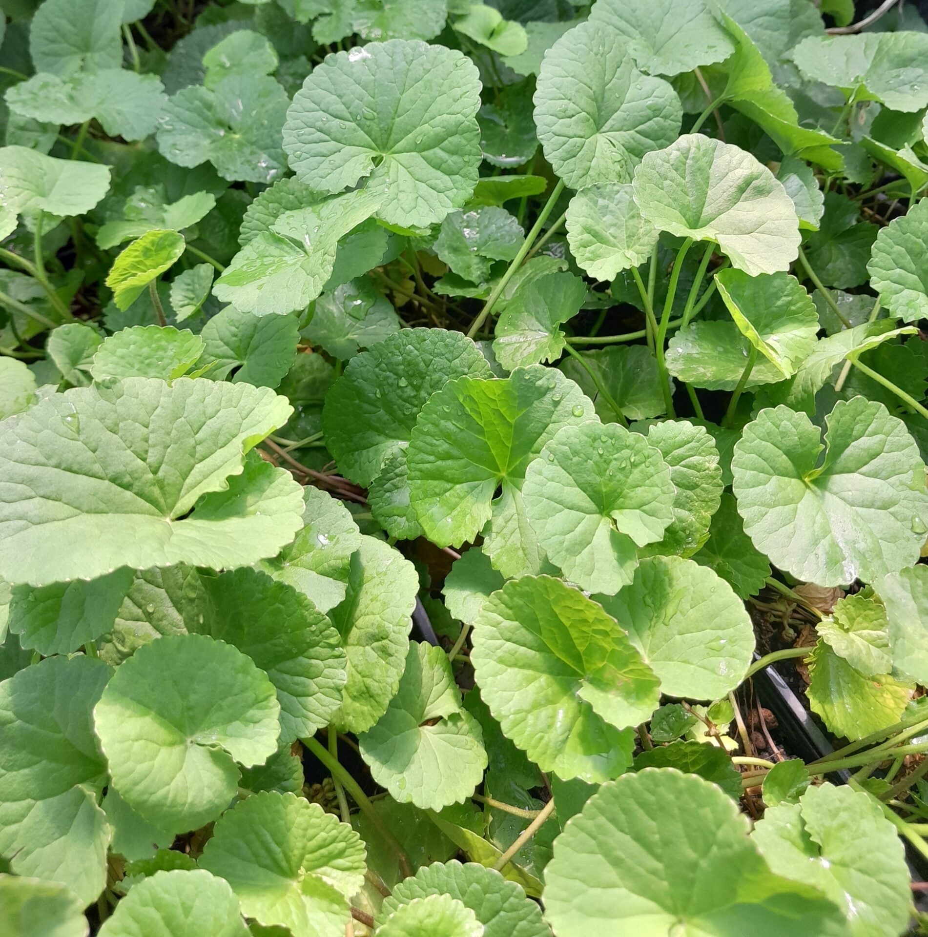 Gotu Kola Seeds Germinating in Moist Soil