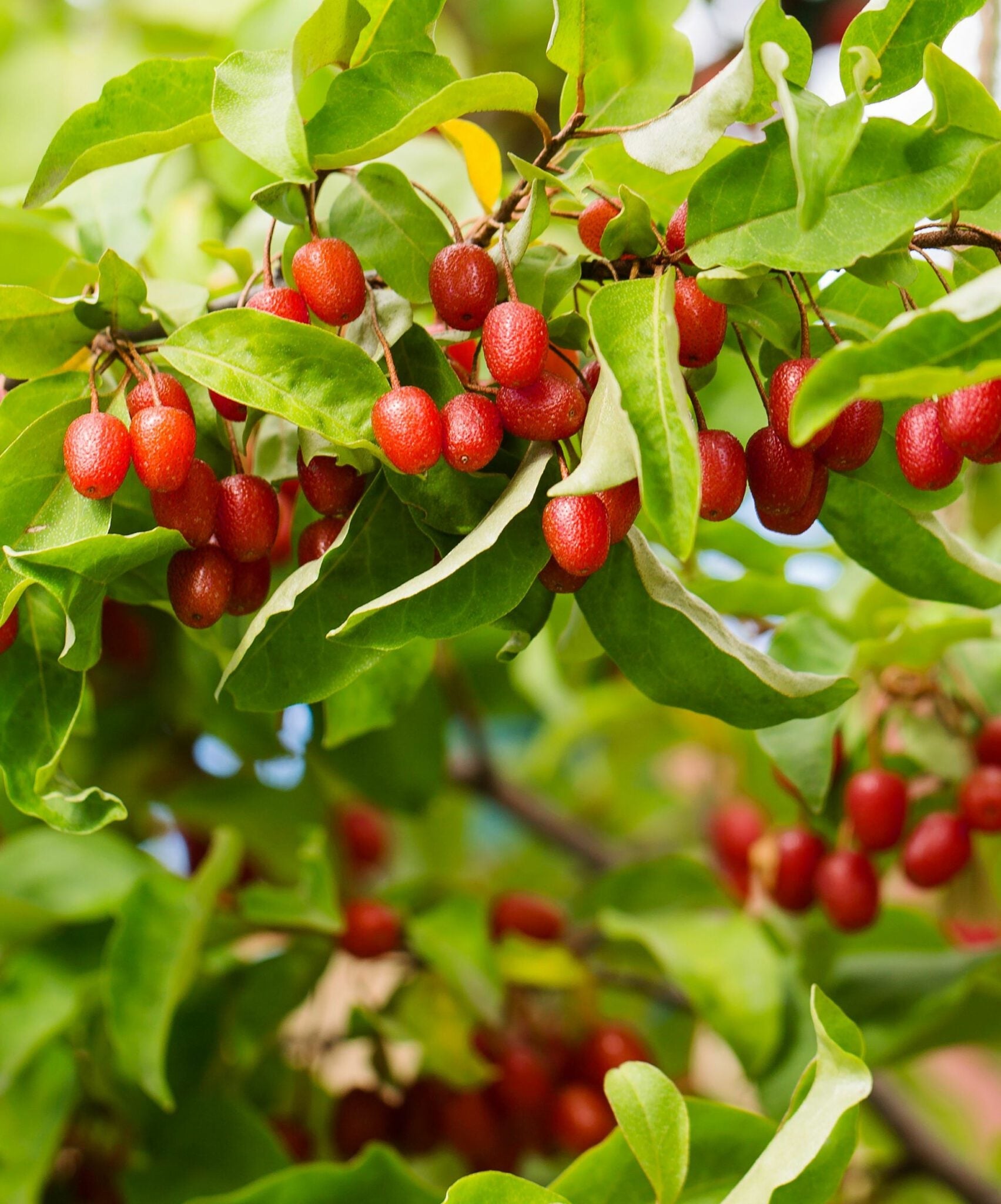 Goumi Berry seeds for growing fruiting shrubs in edible landscapes.