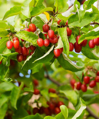 Goumi Berry seeds for growing fruiting shrubs in edible landscapes.