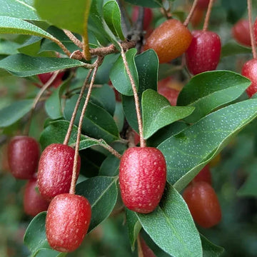 Goumi Berry seeds for planting in home gardens and backyard orchards.