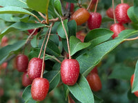 Elaeagnus multiflora plant producing colorful berries outdoors.