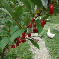 Goumi shrub with green foliage and bright red berries in a home garden.