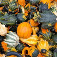 Ornamental Pumpkin Mix Seeds – Decorative Garden Pumpkin Variety