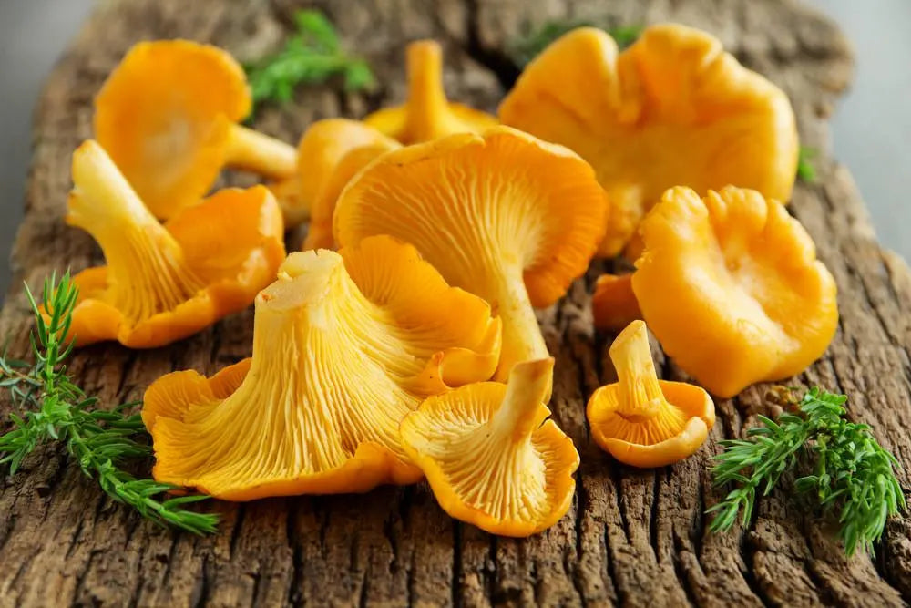 Gourmet Chanterelle mushroom spores for mushroom growing projects.