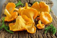 Gourmet Chanterelle mushroom spores for mushroom growing projects.