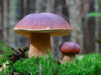 Gourmet mushroom growing culture for home cultivation projects.