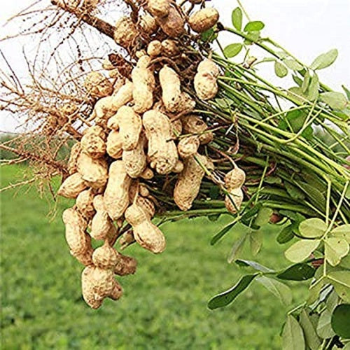 Heirloom groundnut plants with lush green foliage in a raised garden bed.