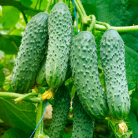 Healthy pickling cucumber plants growing in a home vegetable garden.