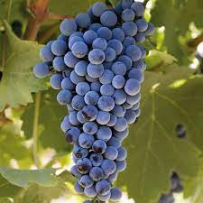 Grape seeds germination and planting guide for home gardeners