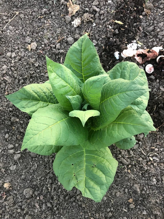 Grassroot Tobacco growing in a sunny garden border with vibrant blooms.