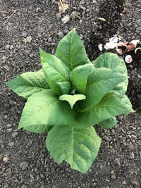 Grassroot Tobacco growing in a sunny garden border with vibrant blooms.