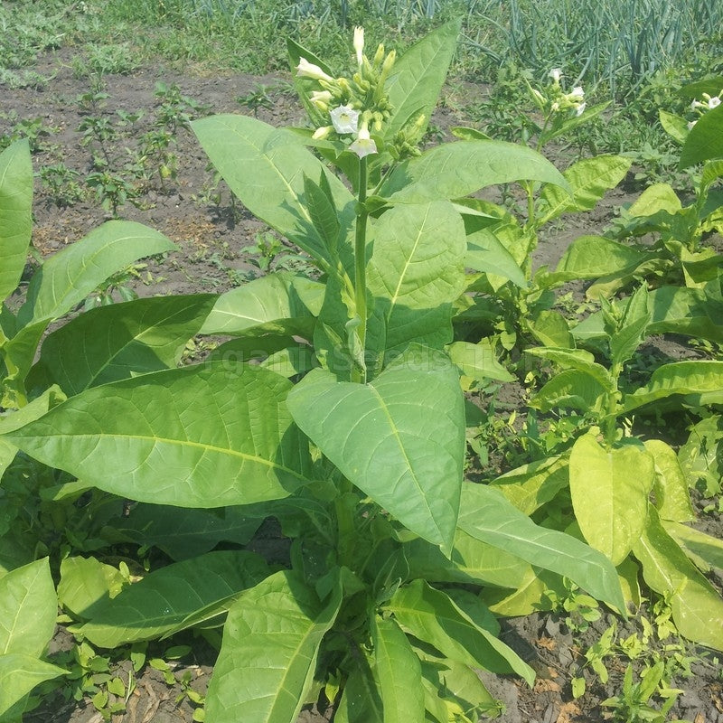 Grassroot Tobacco seeds for planting in home gardens and containers.
