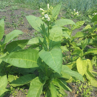 Grassroot Tobacco seeds for planting in home gardens and containers.