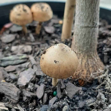 Gray mushroom seeds for planting in home garden non GMO variety