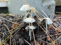 Gray mushroom seeds ideal for indoor growing and home kits