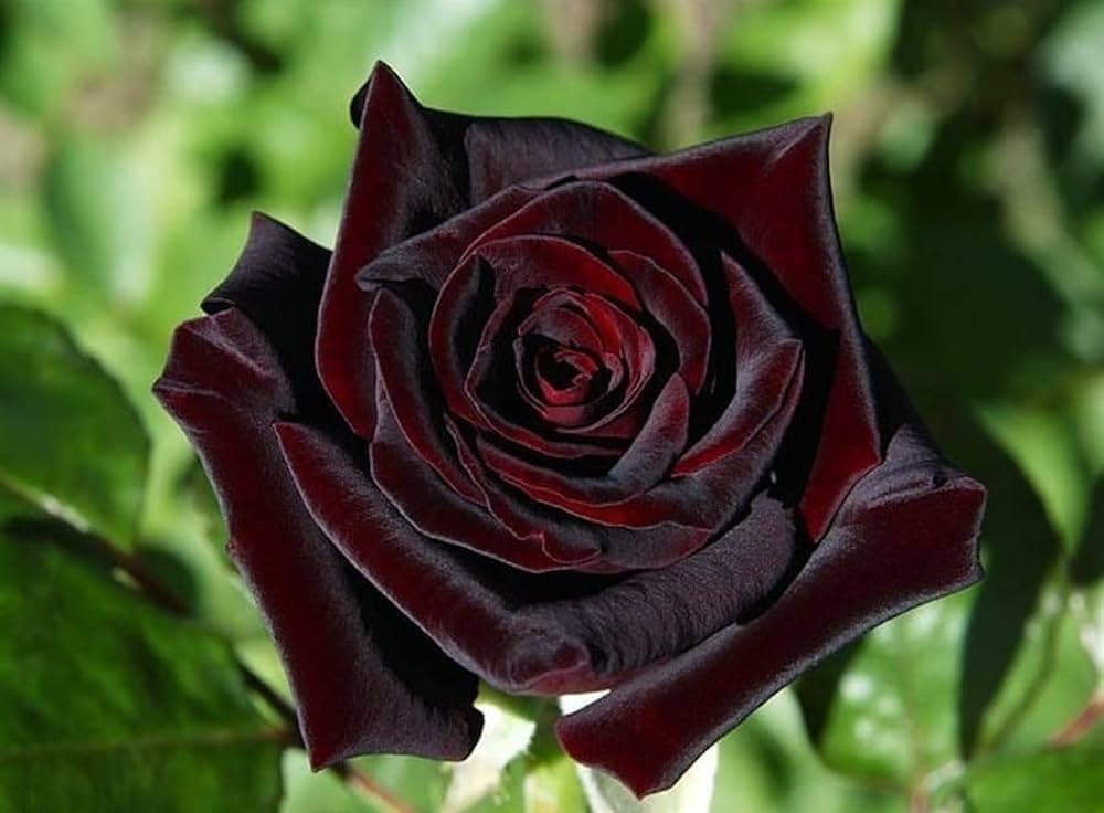 Gray and Red Rare Rose Plant in Full Bloom