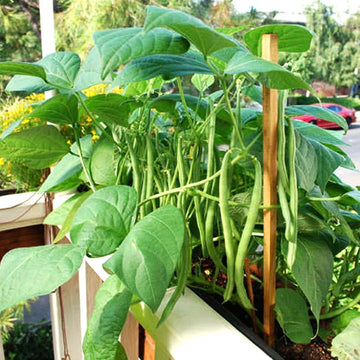 Great Northern dry bean seeds for home vegetable garden planting