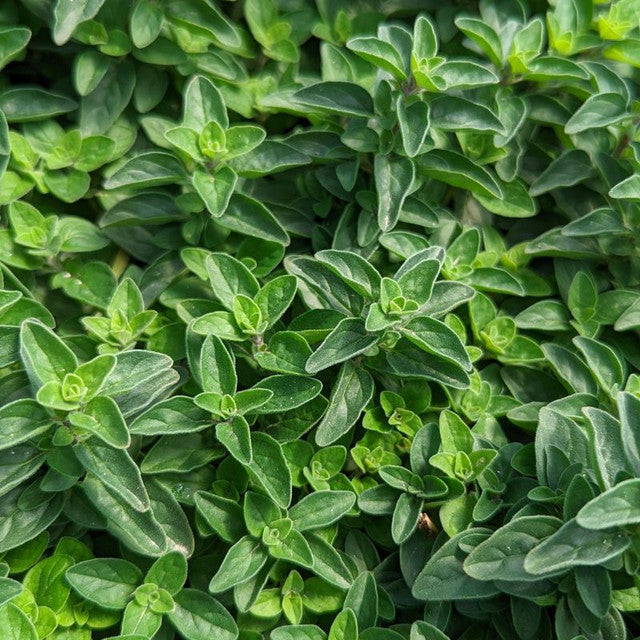 Aromatic Greek Oregano with lush green foliage in a raised garden bed.
