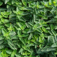 Aromatic Greek Oregano with lush green foliage in a raised garden bed.