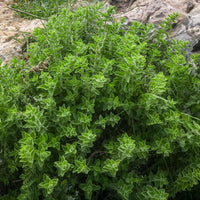 Healthy Greek Oregano plants growing in a sunny herb garden.