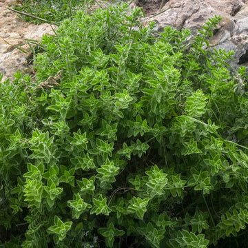 Healthy Greek Oregano plants growing in a sunny herb garden.