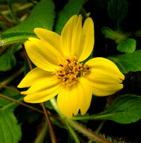 Bright golden perennial flowers growing among lush green foliage.