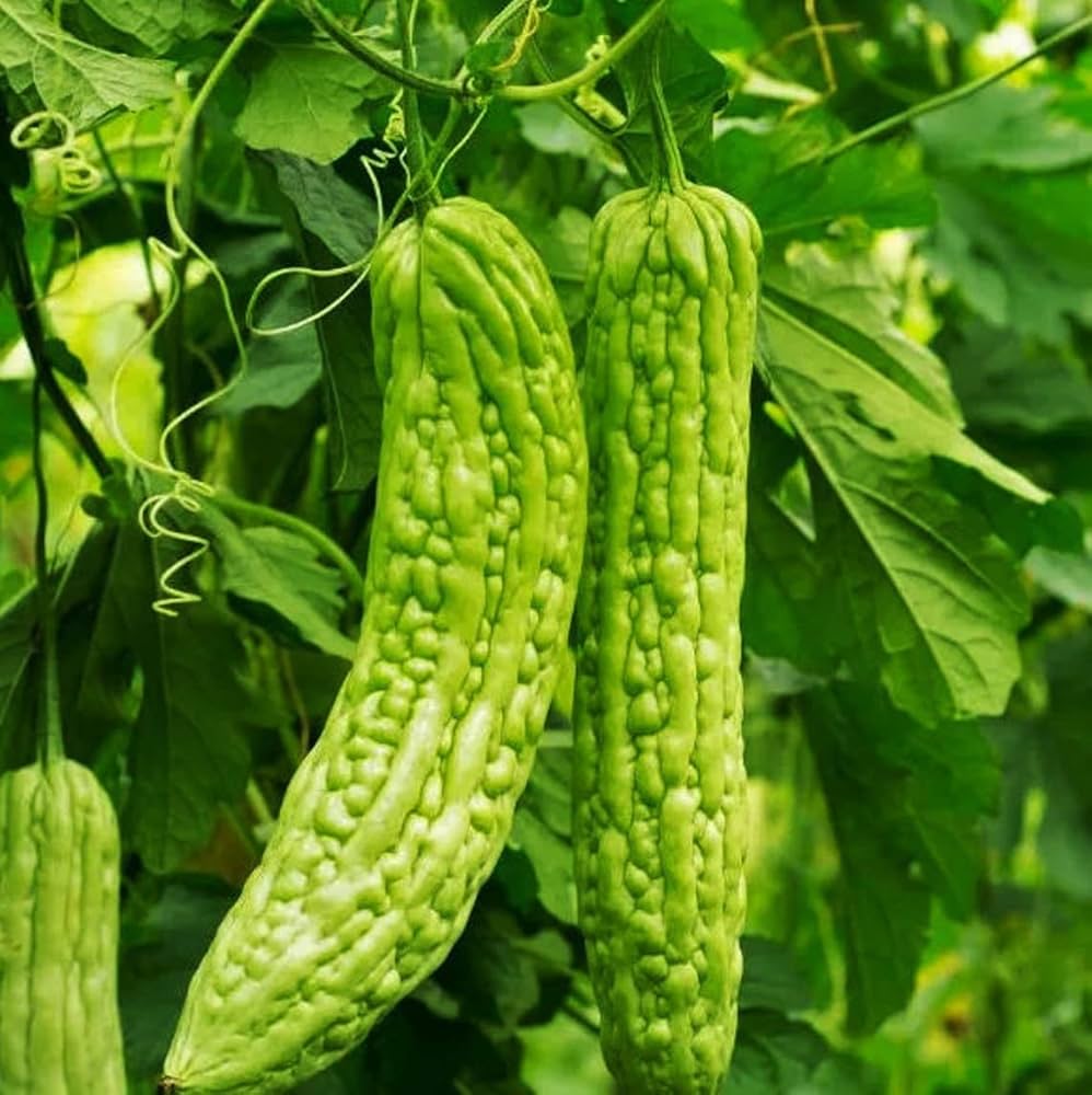 Green Bitter Melon seeds for planting non GMO