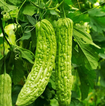Green Bitter Melon seeds for planting non GMO