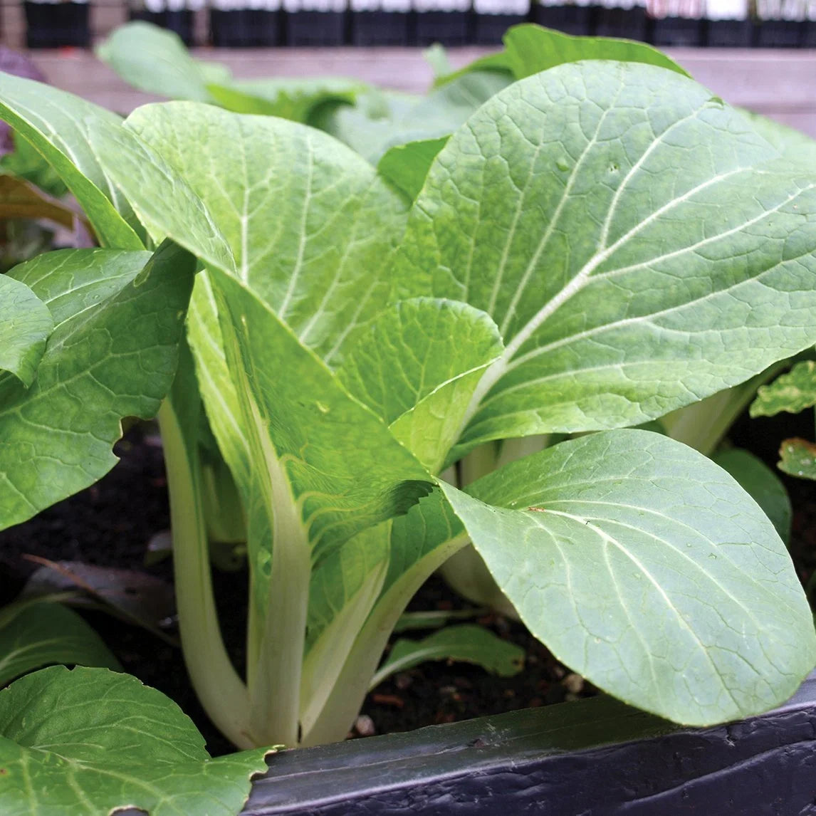 Green Bok Choy Pak Choi seeds for garden planting