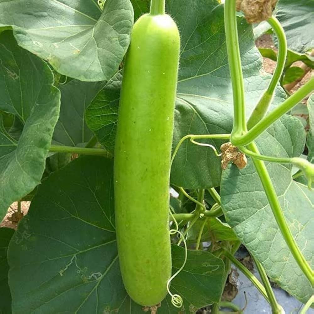 Green Bottle Gourd seeds for planting in home gardens and raised beds.