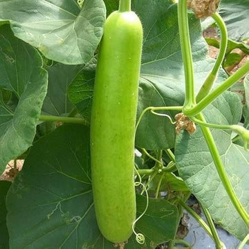 Green Bottle Gourd seeds for planting in home gardens and raised beds.