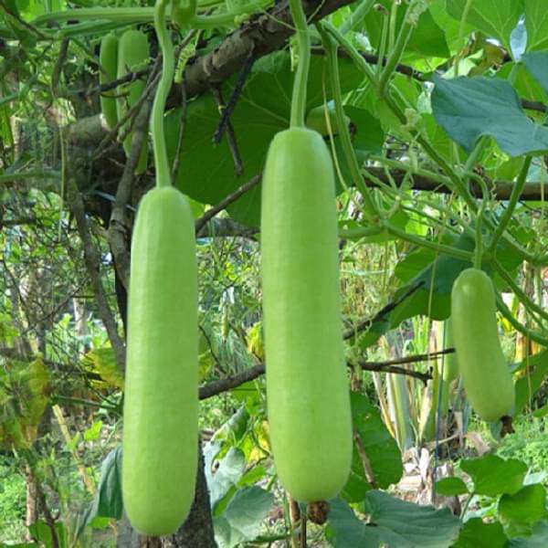 Green Bottle Gourd growing on a garden trellis in a sunny vegetable garden.