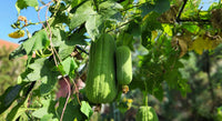 Green Brown Luffa Esmeralda plant flowers in bloom