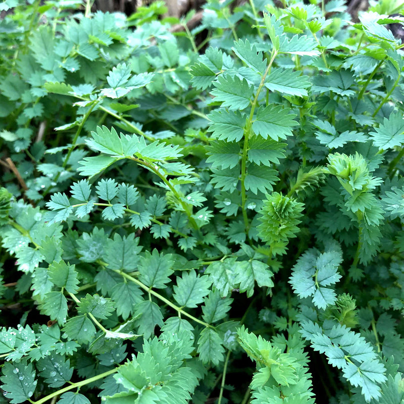 Green Burnet Plant Seeds for Easy Home Garden Planting